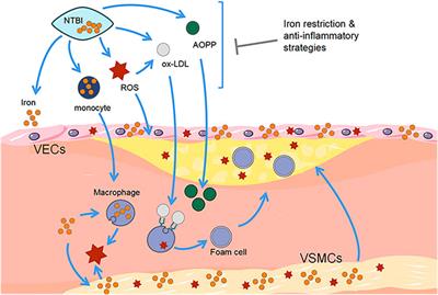 Frontiers Role Of Pyroptosis And Ferroptosis In The Progression Of